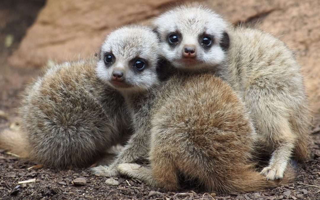 Exotic Pet Refuge